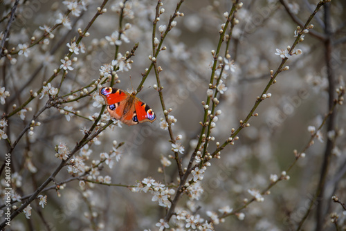Plum tree blossom in spring with butterfly Aglais io
