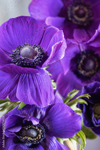 Fototapeta Naklejka Na Ścianę i Meble -  Beautiful anemone  flowers  in a vase on a table.