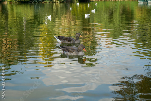 Shot of the ducks swimming in the pond