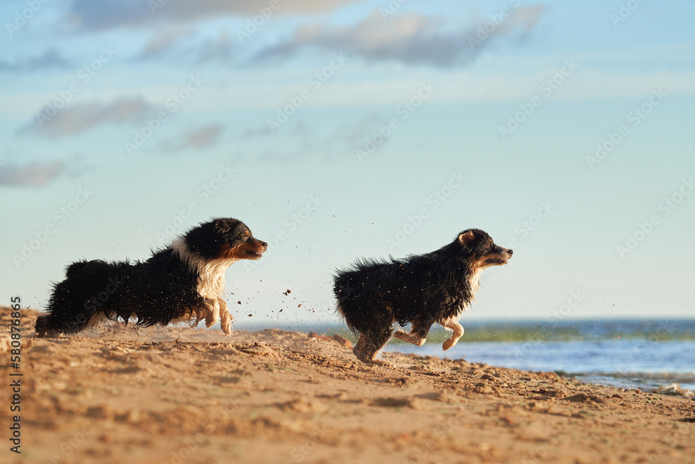 dogs plays in beach near water. two Active australian shepherd jumping . Active holiday with a pet
