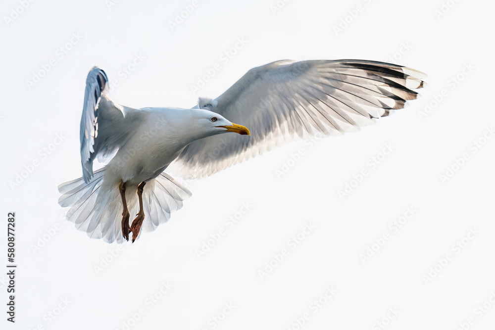 European Herring Gull, Larus argentatus European Herring Gull, Larus argentatus