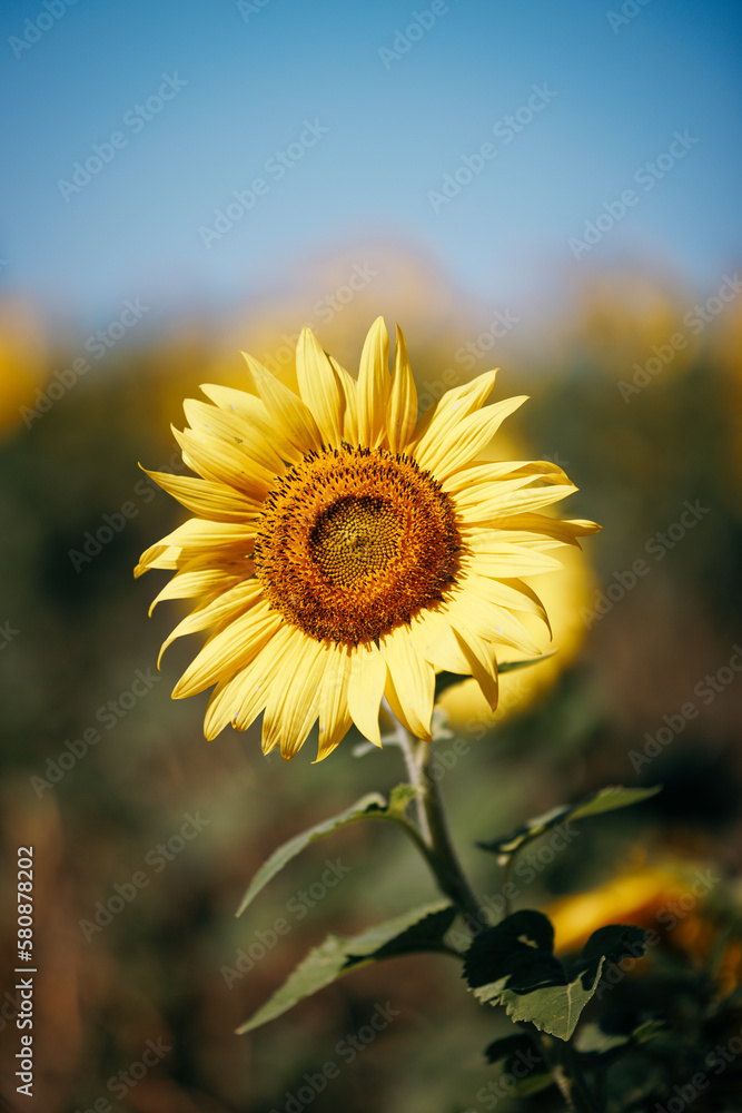 Obraz premium Sunflower