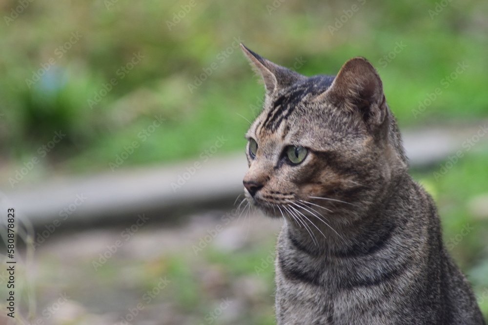 a relaxed cat, waiting for food from its master a relaxed cat, waiting for food from its master