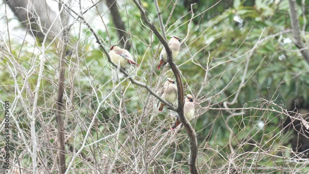 japanese waxwing on a branch japanese waxwing on a branch