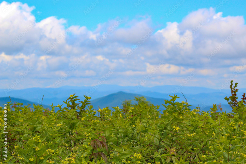 Obraz premium field and blue sky