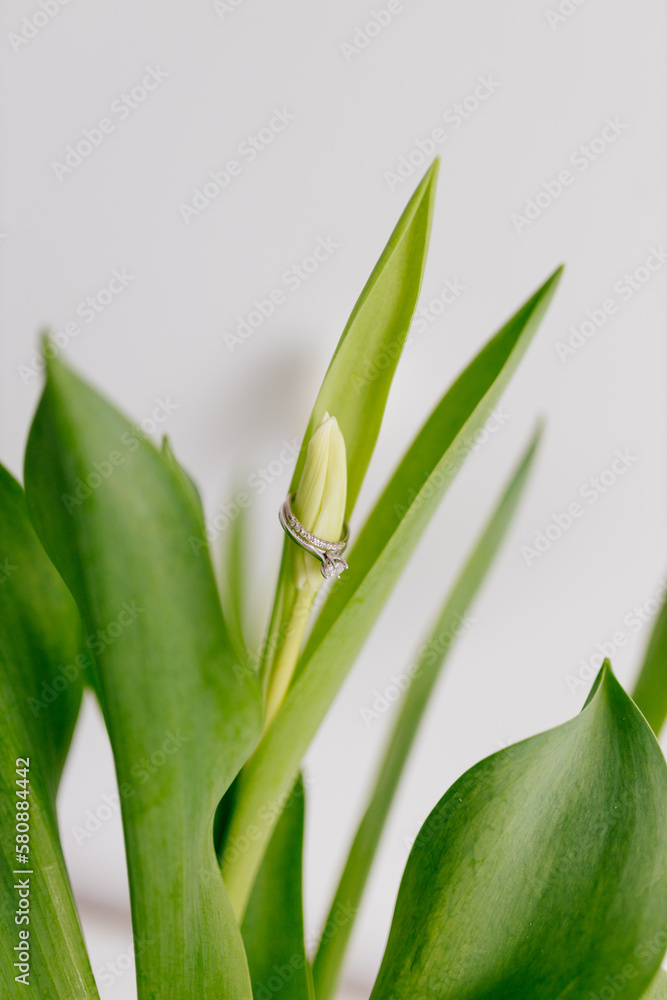 An engagement ring in white gold with a diamond lies in a bouquet of white tulips on white background. Gift for Women's Day, Valentine's Day. Beautiful spring background with green leaves. Mock up An engagement ring in white gold with a diamond lies in a bouquet of white tulips on white background. Gift for Women's Day, Valentine's Day. Beautiful spring background with green leaves. Mock up
