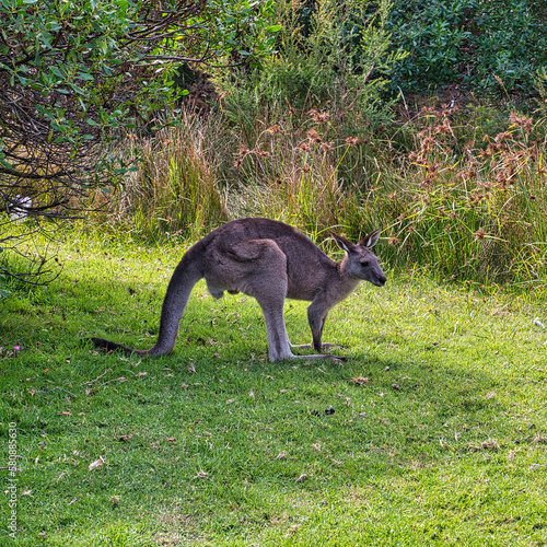 Eastern grey kangaroo  Anglesea  Australia