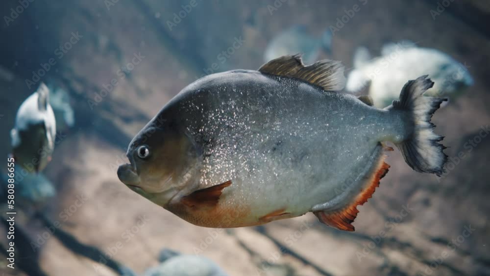 A large piranha swimming and looking for prey in crystal clear water A large piranha swimming and looking for prey in crystal clear water