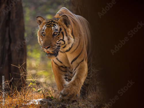 tiger on naturel habitat 