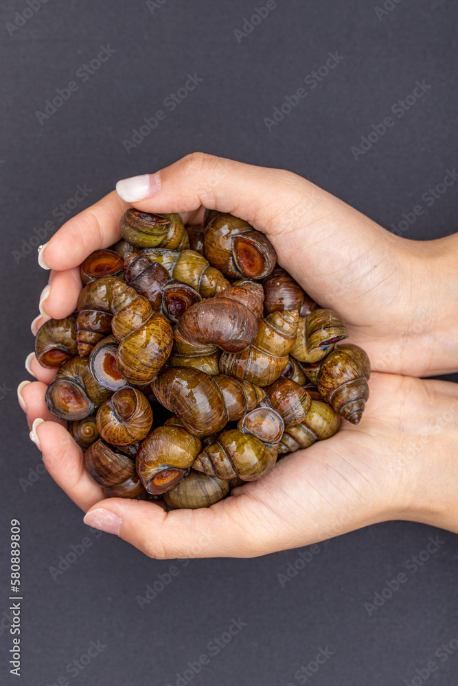Fresh specialty whelk ingredients Fresh specialty whelk ingredients