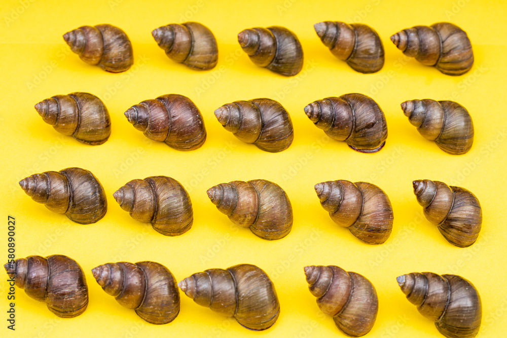 Obraz premium Fresh specialty whelk ingredients