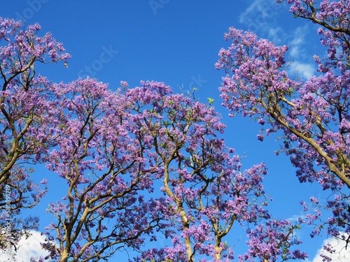 jacaranda trees bloom in spring 
