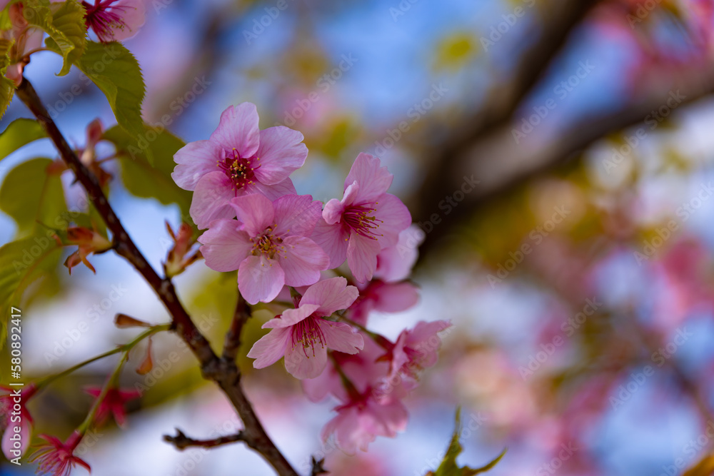 Kawazu cherry blossoms in full bloom at the park close up handheld Kawazu cherry blossoms in full bloom at the park close up handheld