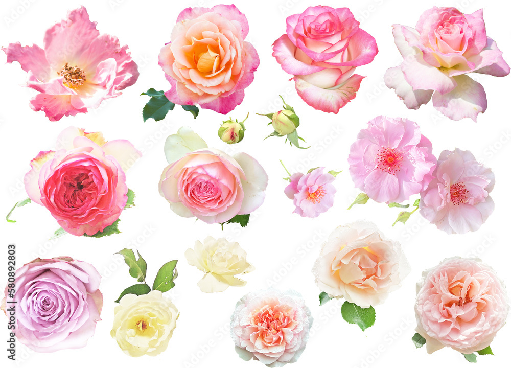 切り抜き透過素材セットーピンクの薔薇 切り抜き透過素材セットーピンクの薔薇
