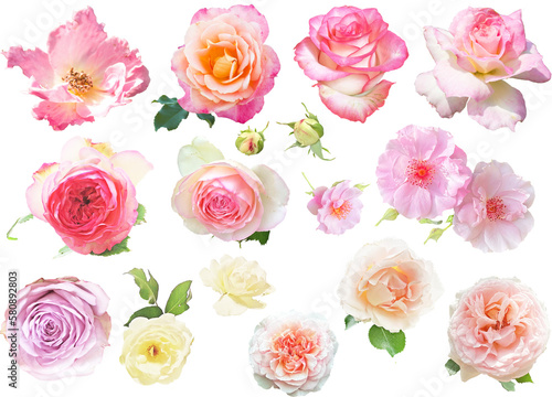 Fototapeta Naklejka Na Ścianę i Meble -  切り抜き透過素材セットーピンクの薔薇