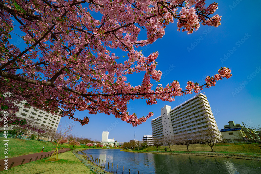 Obraz premium Kawazu cherry blossoms in full bloom at the park wide shot