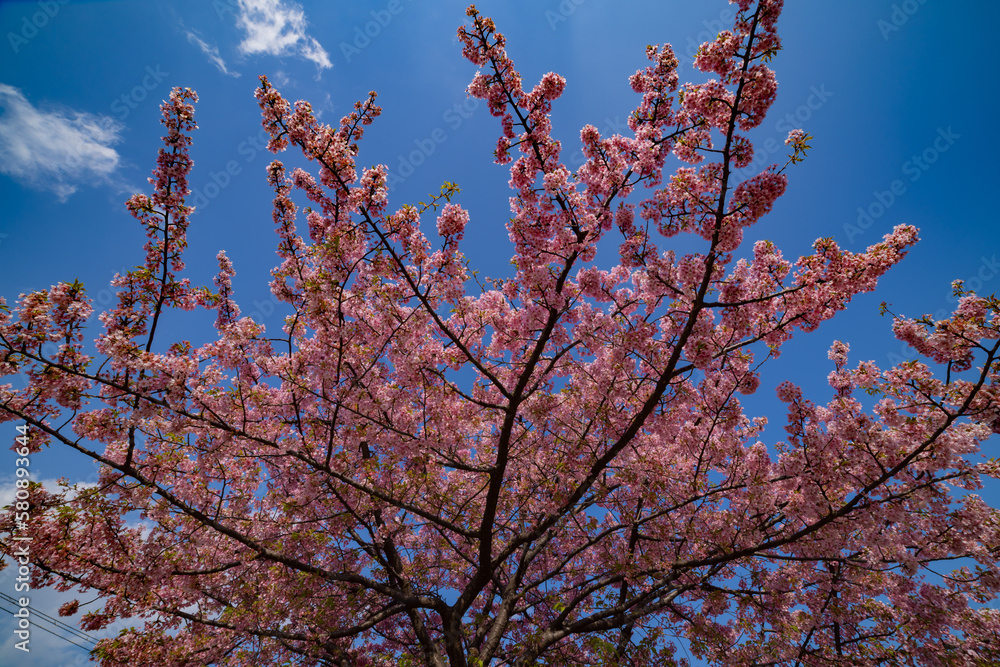 Kawazu cherry blossoms in full bloom at the park Kawazu cherry blossoms in full bloom at the park