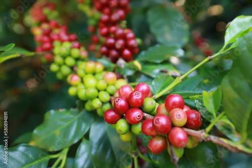 Red coffee plant farm beans on brance harvest red raw Coffee.green Robusta and arabica coffee berries by agriculturist hands,Worker Harvest arabica coffee berries on its branch, agriculture concept.