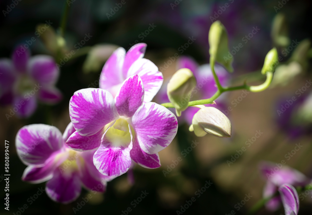 Close-up of Dendrobium orchids bouquet with white and purple petals blooming with natural sunlight in the garden on blurred background. Close-up of Dendrobium orchids bouquet with white and purple petals blooming with natural sunlight in the garden on blurred background.