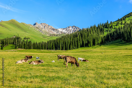 Cattle graze on the grassland