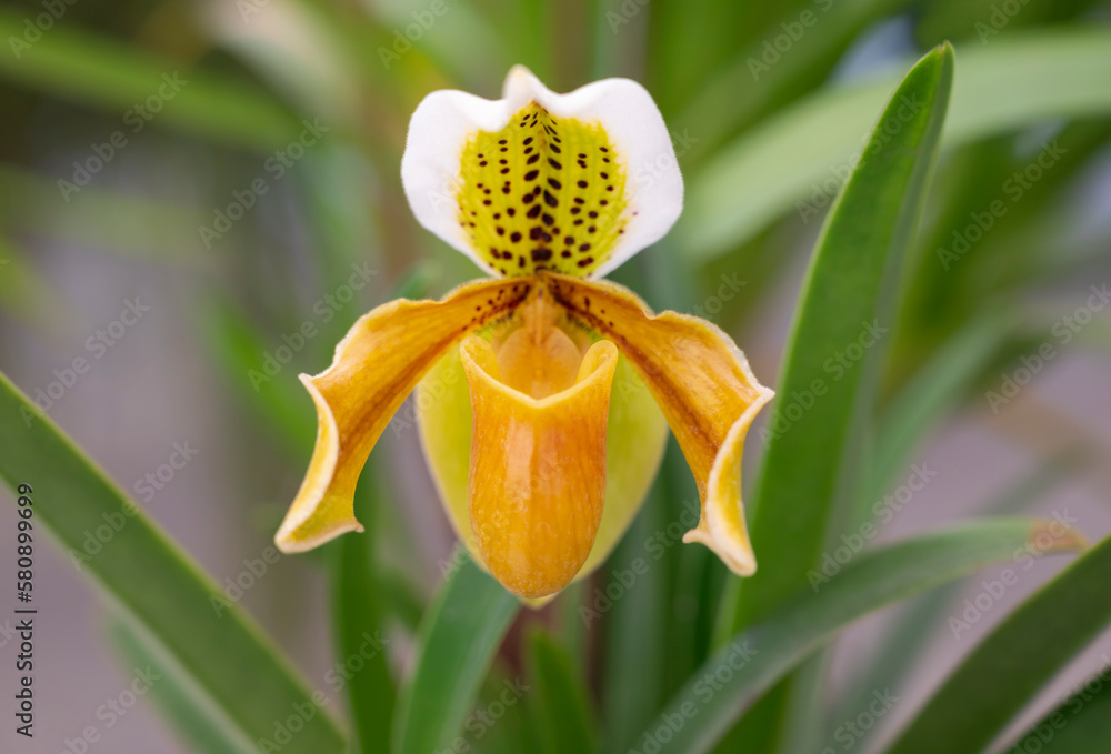 Fototapeta premium Close-up of Paphiopedilum exul orchid on green leaves background. A species of orchid endemic to Thailand. The orchid flower is a greenish-yellow on the petals and lightly brown-spotted.