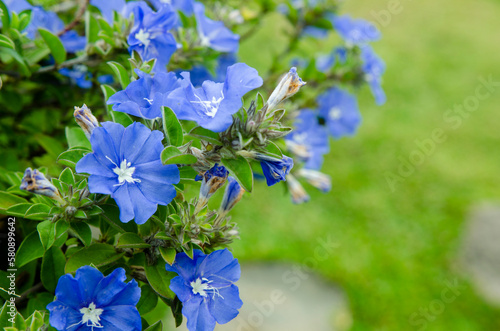 Flowers of blue daze a.k.a. Brazillian dwarf morning-glory (Evolvulus glomeratus)