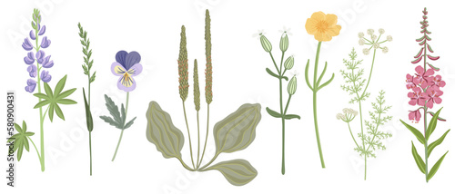 set of field flowers, vector drawing wild plants at white background, floral elements, hand drawn botanical illustration