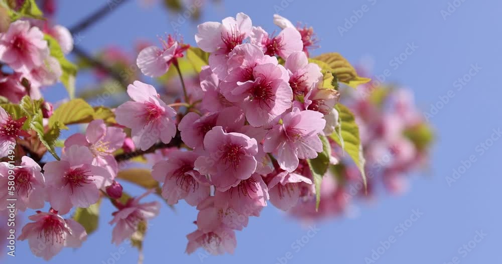 Kawazu cherry blossoms in full bloom at the park close up handheld Kawazu cherry blossoms in full bloom at the park close up handheld