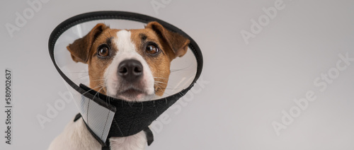 Jack Russell Terrier dog in plastic cone after surgery.  © Михаил Решетников