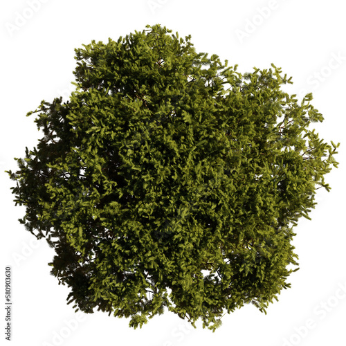 Fototapete pine tree from above, isolated on transparent background