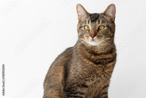Isolated tricolor cat looking aside on white background