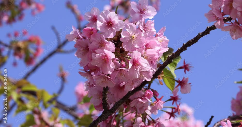 Kawazu cherry blossoms in full bloom at the park closeup Kawazu cherry blossoms in full bloom at the park closeup