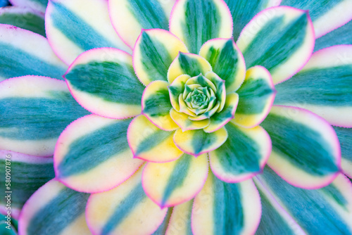 aeonium nature plant. aeonium plant nature bright color. aeonium plant nature background. photo