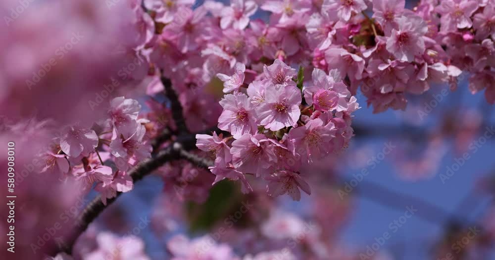 Kawazu cherry blossoms in full bloom at the park closeup Kawazu cherry blossoms in full bloom at the park closeup