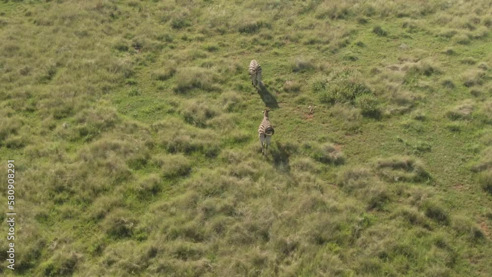 Drone aerial, Two Zebra walking behind each other on lush grass in the wild Drone aerial, Two Zebra walking behind each other on lush grass in the wild