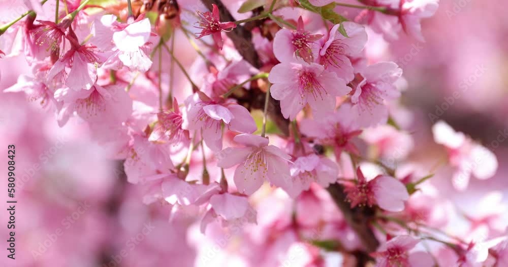 Kawazu cherry blossoms in full bloom at the park closeup Kawazu cherry blossoms in full bloom at the park closeup