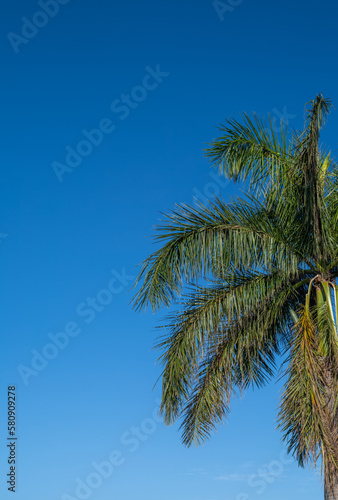 Profile View of a Green Date Palm Tree Under Blue Sky in Hawaii.