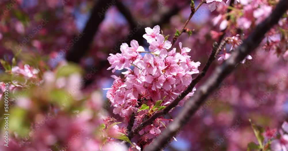 Kawazu cherry blossoms in full bloom at the park closeup Kawazu cherry blossoms in full bloom at the park closeup