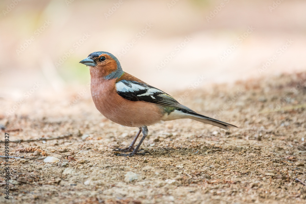 Common chaffinch, Fringilla coelebs, sits on the ground in spring. Common chaffinch in wildlife. Common chaffinch, Fringilla coelebs, sits on the ground in spring. Common chaffinch in wildlife.