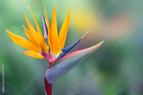 Blooming flower plant - Strelitzia reginae or bird of paradise Beautiful orange flower in Madeira island, Portugal.