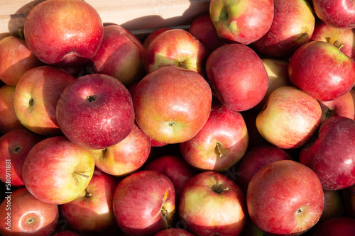 photo of apple orchard harvest background. apple orchard harvest.