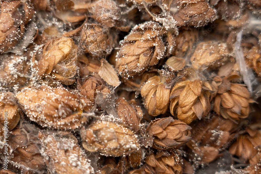 spoiled hops with mold close-up spoiled hops with mold close-up