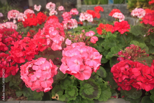 Pelargonium hortorum (Zonal). Pelargonium is genus of flowering plants, perennials, succulents, and shrubs, commonly known as geraniums, pelargoniums, or storksbills.