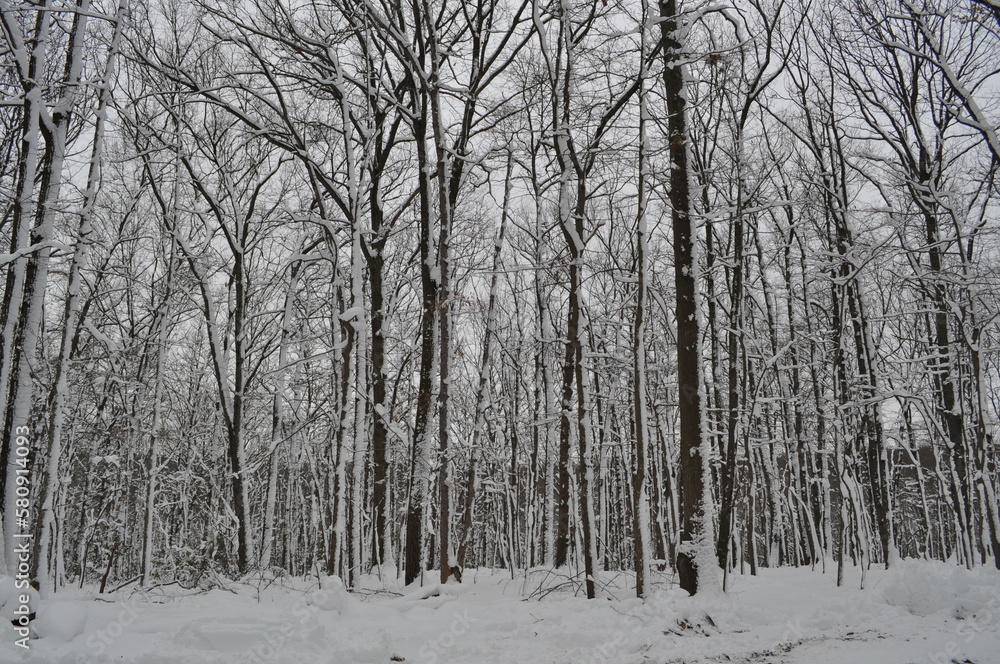 snow covered trees snow covered trees