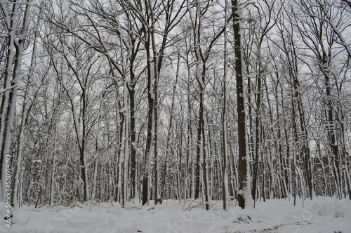 snow covered trees © Julia