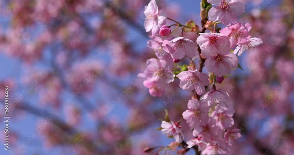 Kawazu cherry blossoms in full bloom at the park close up handheld Kawazu cherry blossoms in full bloom at the park close up handheld