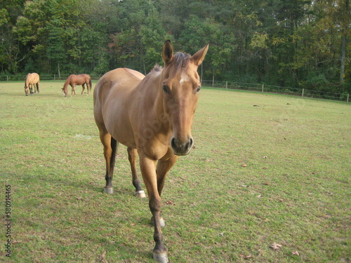 horse in the field © Julia