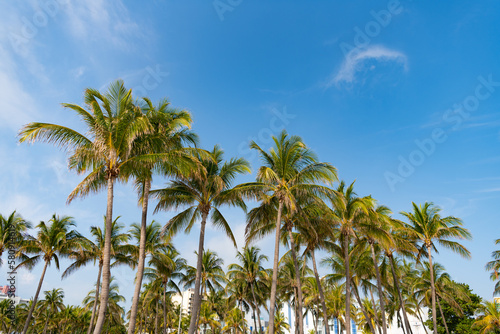 image of tropical summer palm tree. tropical summer palm tree. tropical summer palm tree