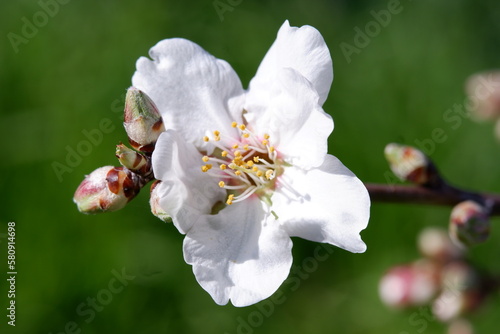 Almond blossom at arms length, full view