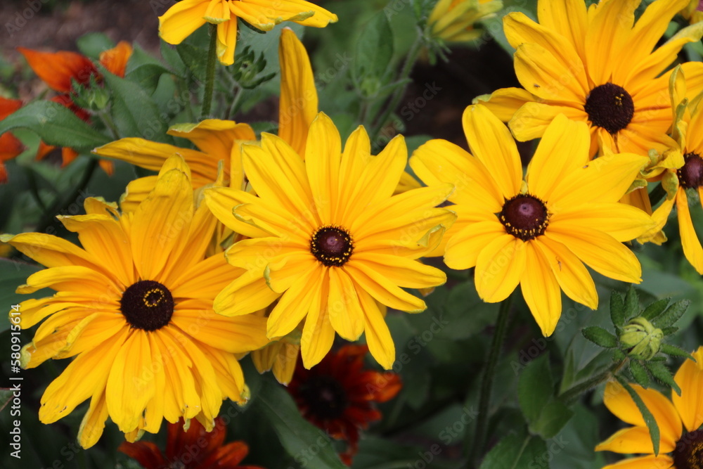 Fototapeta premium yellow flowers in the garden